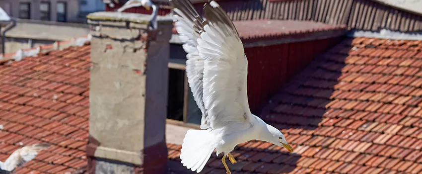 Residential Chimney Animal Removal Solution in Inglewood-Finn Hill, WA