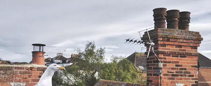 Chimney Cleaning And Restoration in Inglewood-Finn Hill, Washington